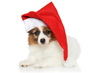 Papillon puppy in Santa Christmas red hat