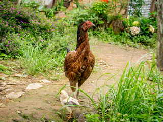 Hen with her chicks