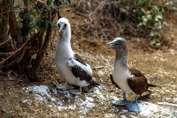 Blue footed boobies (Sula nebouxii) on Isla de la Plata, off the coast of Puerto Lopez, Ecuador