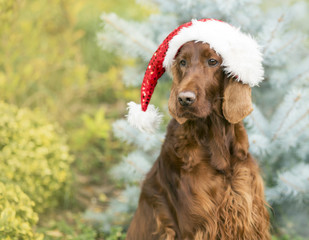 Cute Christmas Irish Setter dog with Santa Claus hat