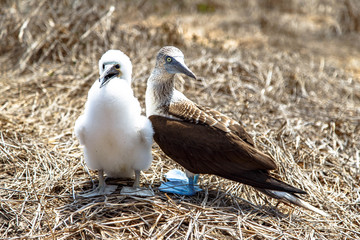 Blue footed boobies (Sula nebouxii) on Isla de la Plata, off the coast of Puerto Lopez, Ecuador