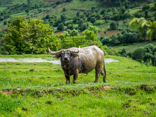 Rice Fields with a Buffalo