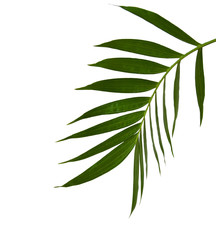 Green leaves of palm tree isolated on white background