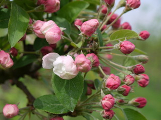 detail  bench from a apple tree with buds before shortly before flowering
