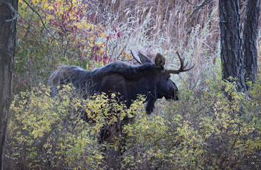 Bull Moose - Pacific Northwest