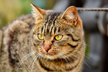 Obraz premium Portrait of cat with blurred background
