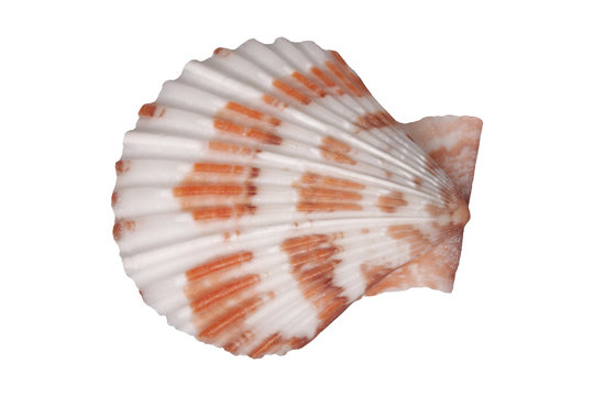 Sea Shell On A White Background