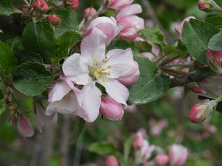 detail  from a bench from a apple tree   with open blossom