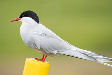 Aggressive Küstenseeschwalbe in den Westfjorden / Island 