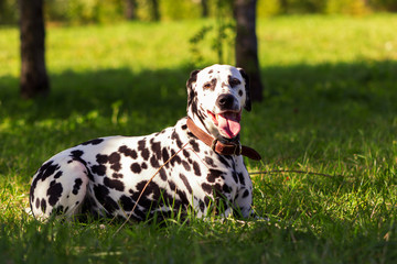 Dalmatian in forest