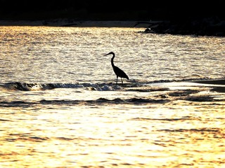 A shadow in the waves