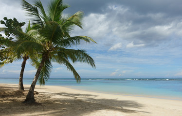 Fototapeta na wymiar Natural tropical beach with palm trees, Samana, Dominican Republic