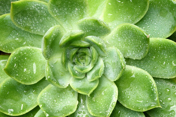 Close-up green succulent plant Echeveria with water drops. Floral background