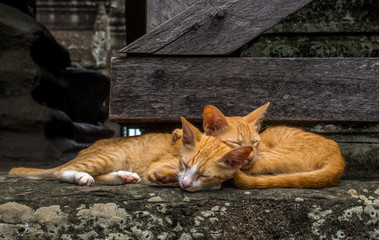 Kittens at Angkor Wat