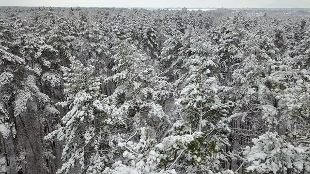 Aerial view of the snow-covered pine branches