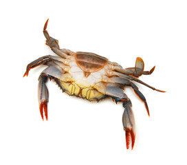 Blue Crab with white background