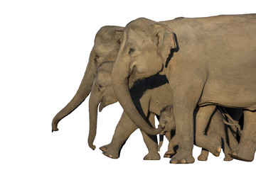 Wild elephants family isolated on white background
