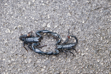 Scorpions fighting on the road