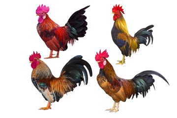 Fototapeta premium Bantam isolated on white background