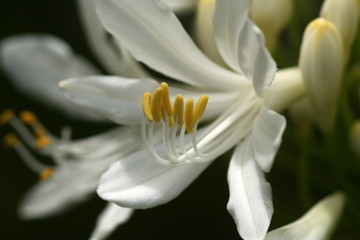 Obraz premium White Agapanthus flower close-up
