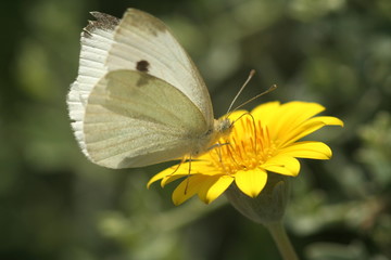 White Butterfly on a Gazania flower