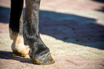 Close Up Of Clear Hooves Of A Standing Horse