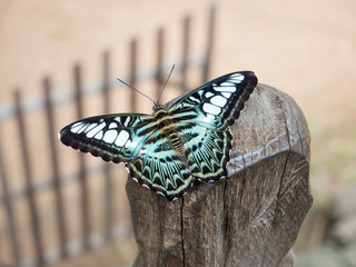 Butterfly at the Temples of Angkor Wat