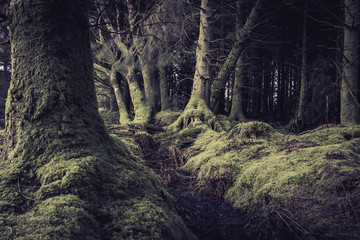 Irish Mossy Forest 