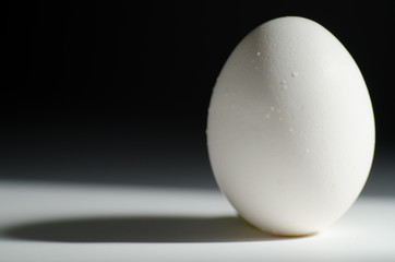 White egg lit to show light and shadow.