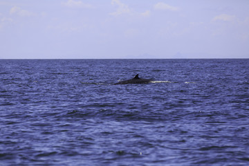 Obraz premium Bryde's whale or Eden's whale in Thai gulf, Phetchaburi