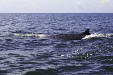 Fototapeta premium Bryde's whale or Eden's whale in Thai gulf, Phetchaburi