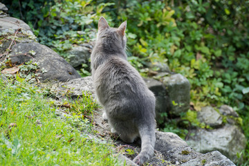 Silver white grey cat sits in the garden
