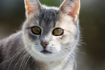 Silver white grey cat close up