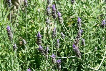 Lavender flower