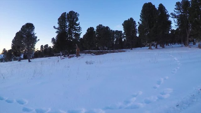 Winter landscape with cedar tree and mountains covered snow.