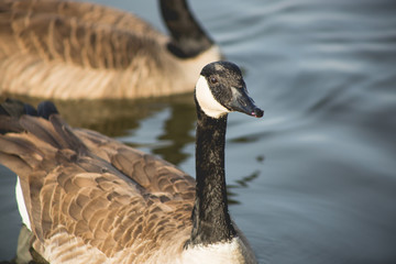 geese, canadian geese, goose, bird, feathers, wildlife, lake, water, missouri, nature, avian, wings, float, winter