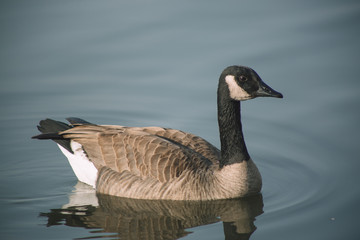geese, canadian geese, goose, bird, feathers, wildlife, lake, water, missouri, nature, avian, wings, float, winter