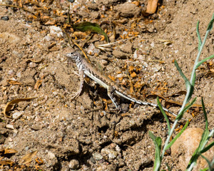 Lizard on sand