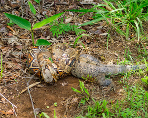 Boa Constricting an Iguana