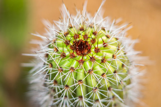 Cactus with red spots and white needles