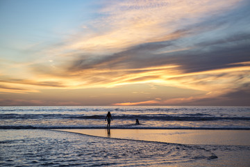 Naklejka premium Playing with Dogs in Ocean at Sunset in Del Mar, California