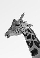 Black and white giraffe close up