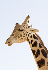 Giraffe close up image
