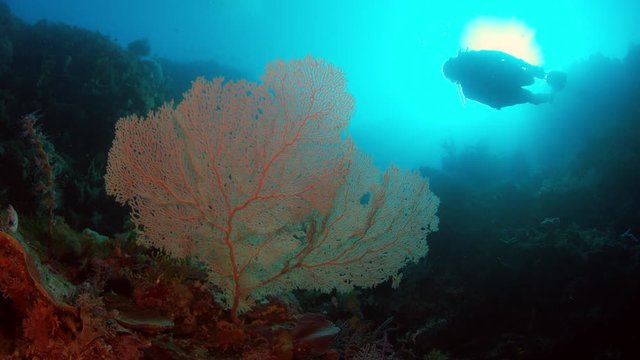 A diver dives in a colorful coral reef, WAKATOBI, Indonesia, NOV 2107, slow motion