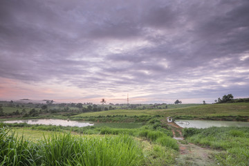 Obraz premium A green grass in sunrise at The First Dairy Farm SDN .BHD., Muadzam Shah, Malaysia
