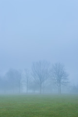 Obraz na płótnie Canvas Trees in Fog