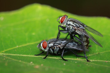 Image of mating flies on green leaves. Insect. Animal