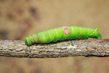 Image of green caterpillar on a branch. Insect. Animal
