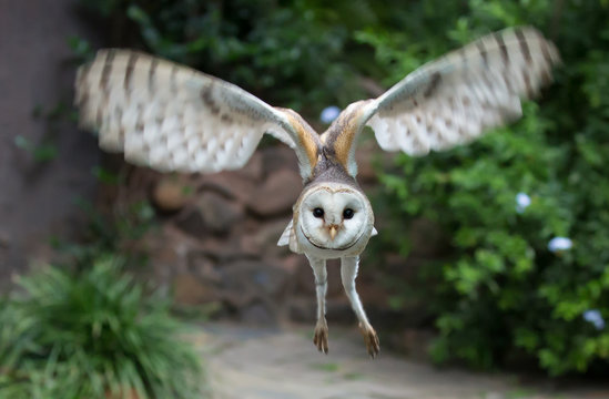 Barn Owl Raptor Bird  Flying