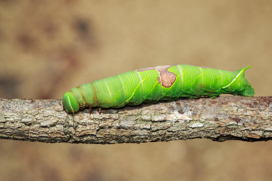 Image of green caterpillar on a branch. Insect. Animal